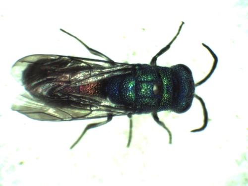 Réf. 296 554 : Chrysis terminata